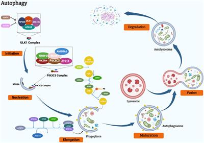 The role of LncRNA-mediated autophagy in cancer progression